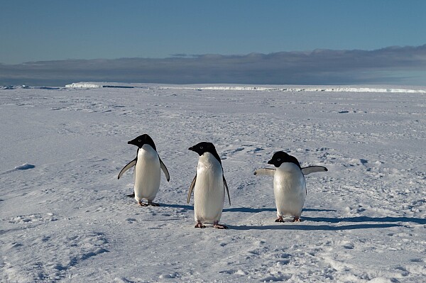 Trump distribuie un meme cu un pinguin și provoacă reacții politice și culturale în SUA