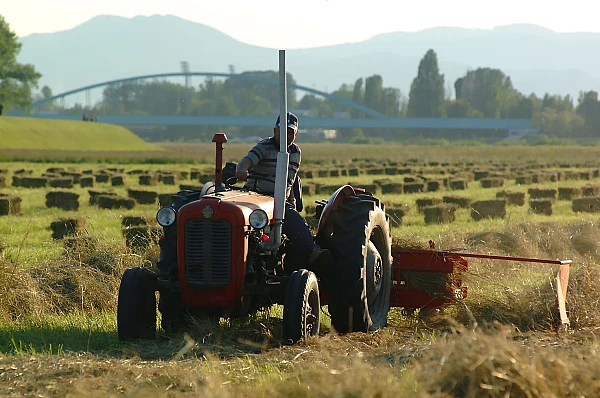 Paradoxul agriculturii românești: exportăm cereale de miliarde și importăm alimente scumpe